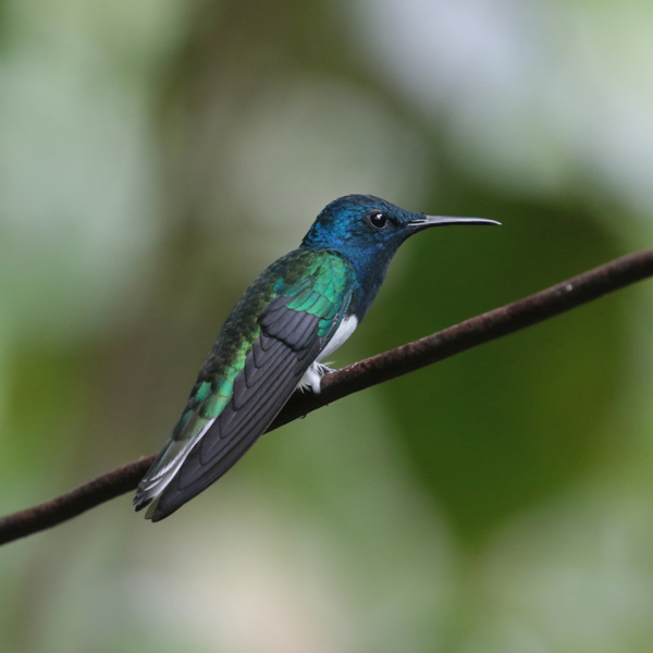 White-necked Jacobin